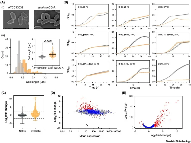 Comparative analysis of semi-synCG-A and ATCC13032 strains. (A) (i) Representative images of cell morphology of semi-synCG-A (yellow) and ATCC13032 (grey) observed under a cold-field emission scanning electron microscope. Scale bar: 1,00 μm. (ii) Cell lengths quantified from microscopy images (semi-