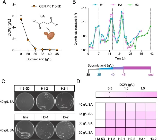 Development of evolved strains for enhanced succinic acid tolerance. (A) Cell growth of CEN.PK 113-5D in SD media containing varying concentrations of SA; cultures were incubated at 200 rpm and 30 °C for 48 h. (B) ALE process illustrated by cell growth. Dashed lines indicate the initial transfers fo
