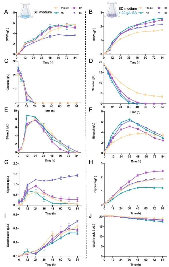 Physiological traits of evolved strains. (A and B) Cell density. (C and D) Glucose consumption. (E and F) Ethanol production. (G and H) Glycerol production. (I and J) Succinic acid production. Strains were grown in SD media at 200 rpm and 30 °C for 84 h. The data shown are the mean values ± SDs of b