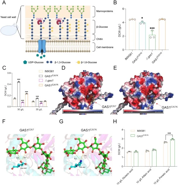 GAS1 mutations enhancing tolerance to SA. (A) Schematic representation of the structural composition of yeast cell wall. (B and C) Cell growth in SD medium with or without SA at 30 °C for 48 h. (D and E) Surfaces of the electrostatic molecular potential, the electrostatic potential is measured in eV