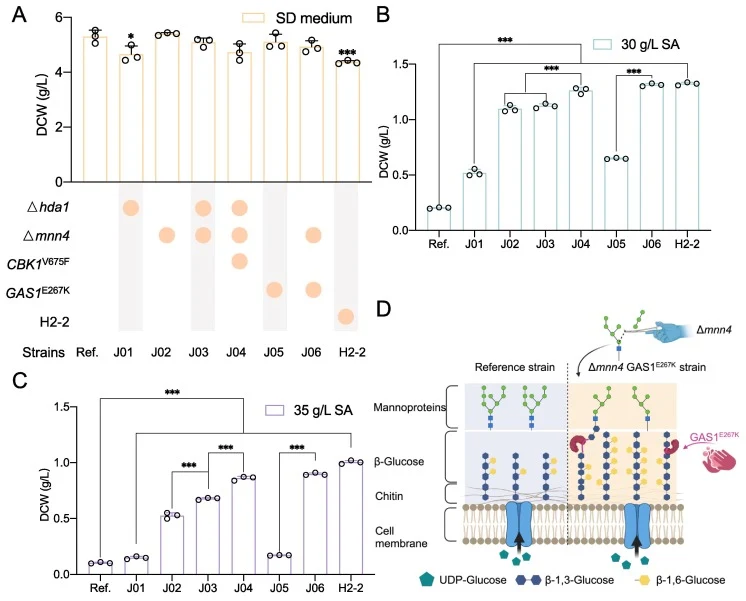 Rational engineering of yeast strains for enhanced SA tolerance. (A–C) Cell growth in SD medium with or without SA at 30 °C for 48 h. (D) Schematic representation of potential cell wall changes in strain in J06 (Δmnn4 GAS1E267K). The data shown are the mean values ± SDs of biological triplicates; th