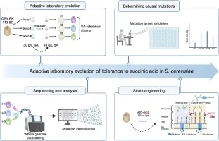 Adaptive laboratory evolution induces cell wall alterations