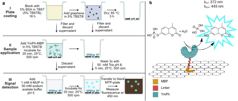 Workflow of the Fluoro4Graphene system for the detection of protein binding to graphene. (a) The Fluoro4Graphene system is divided into three steps. First, filter plates are coated (I), starting by blocking the surface against unspecific binding. Later, a graphene dispersion is used to generate a gr