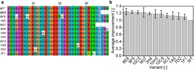 Screening of improved variants YmPh-MacHis. (a) Multiple sequence alignment of the MacHis wild type sequence compared to the sequences of the 11 best-performing YmPh-MacHis variants. Illustration done by Jalview. [76]. (b) Normalized 4-MU fluorescence values of the 11 selected YmPh-MacHis variants c