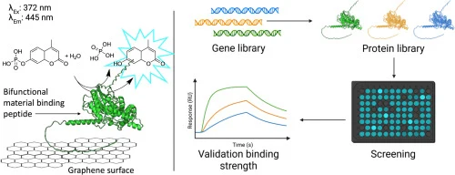 Fluoro4Graphene: A fluorogenic high-throughput screening pla
