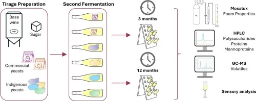Influence of indigenous Saccharomyces cerevisiae strains on