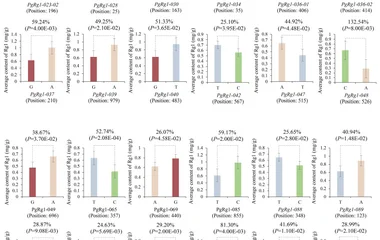 Impact of SNP/InDel mutations in the 33 Candidate Gene III on Rg1 contents. The X -axis shows the reference genotype (le