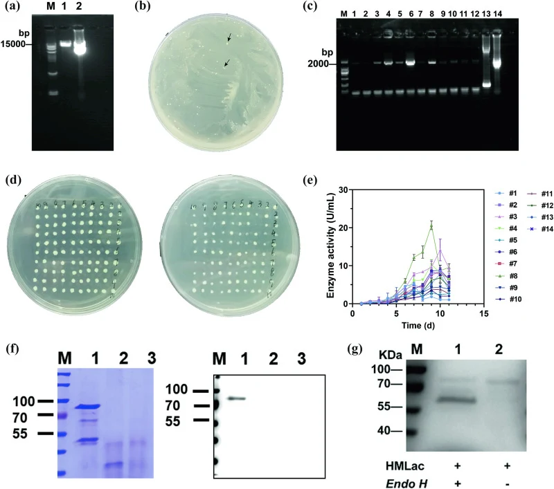 HMLac expression in P. pastoris. (a) Linearization product of pPIC9K-HMLac. Line 1: pPIC9K-HMLac digested with SalI. Line 2: pPIC9K-HMLac; M: DNA marker. (b) Growth status of positive transformants on the culture medium. (c) Electrophoresis results of positive transformants. Lines 1–12: positive tra