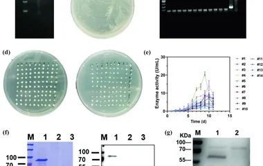 铜增强磁性生物炭-漆酶复合物实现四环素类抗生素协同去除