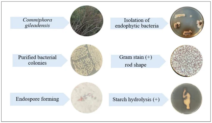 Isolation and phenotypic characteristics of endophytic bacterial colonies from Commiphora gileadensis . (+) = Positive.