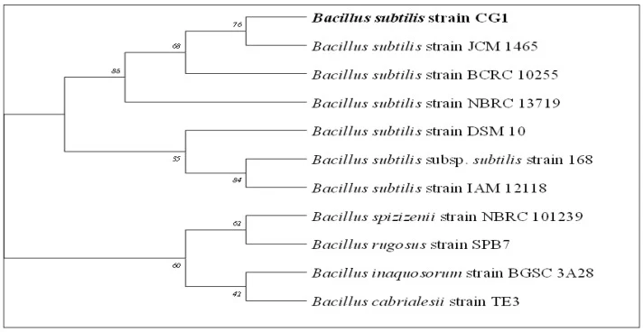 内生细菌分离株枯草芽孢杆菌CG1基于16S rRNA基因序列构建的系统发育树。