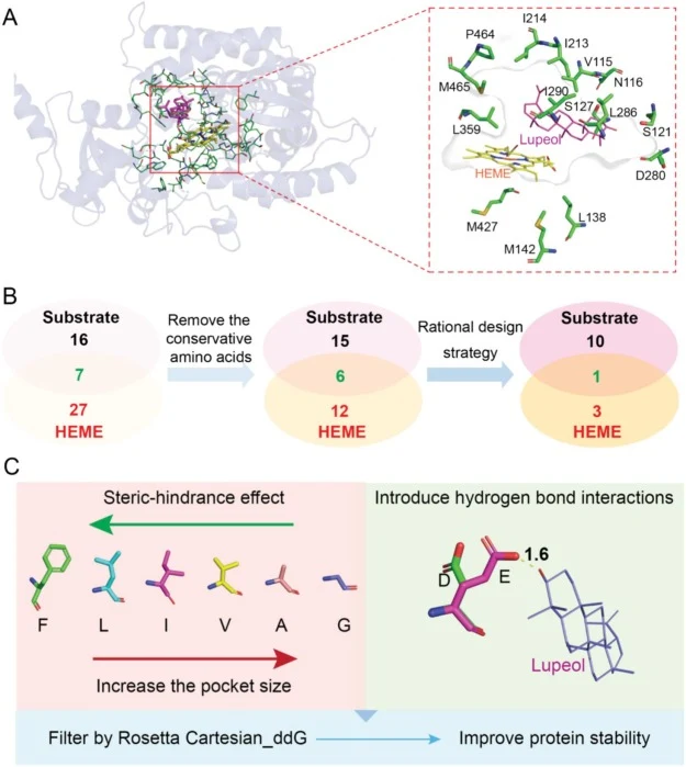 Semi-rational design of CYP716A520 based on structural and evolutionary information. A, schematic of the CYP716A520-HEME-lupeol ternary complex structure predicted by AlphaFold3, with key design hotspot residues labeled. B, screening process of core design hotspots. The numbers marked inside represe