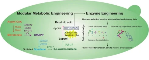 Modular metabolic engineering of Yarrowia lipolytica and sem