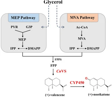 Biosynthesis pathways for ( + )-nootkatone production in E. coli . Left part: endogenous MEP pathway of E. coli. Right part: heterologous MVA pathway. Abbreviations: MEP, 2-C-methyl-D-erythritol 4-phosphate; MVA, mevalonate; PYR, pyruvate; G3P, glyceraldehyde 3-phosphate; Ac-CoA, acetyl-CoA; IPP, is