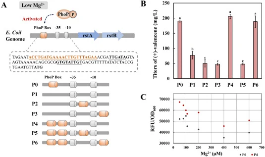 Schematic of P rstA activation and effect of promoter engineering. (A) Activation of PhoP in E. coli and schematic of the PhoP box engineering for P rstA . (B) Effect of P rstA mutations on the yield of (+)-valencene. Titers were measured at 72 h. P0: strain carrying pBbA5c-gadE-MevT (CO)-MBIS(CO, i