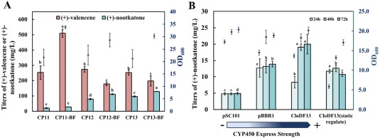 Effect of P4∗P rstA promoter and different plasmids ori on production ( + )-valencene or ( + )-nootkatone. (A) Effect of baffled flask and P4∗P rstA on P450cam. CP11: Strain carrying P4∗P rstA -CnVS, P tac -P450cam; CP12: Strain carrying P rstA -P450cam; CP13: Strain carrying P4∗P rstA -P450cam. Tit
