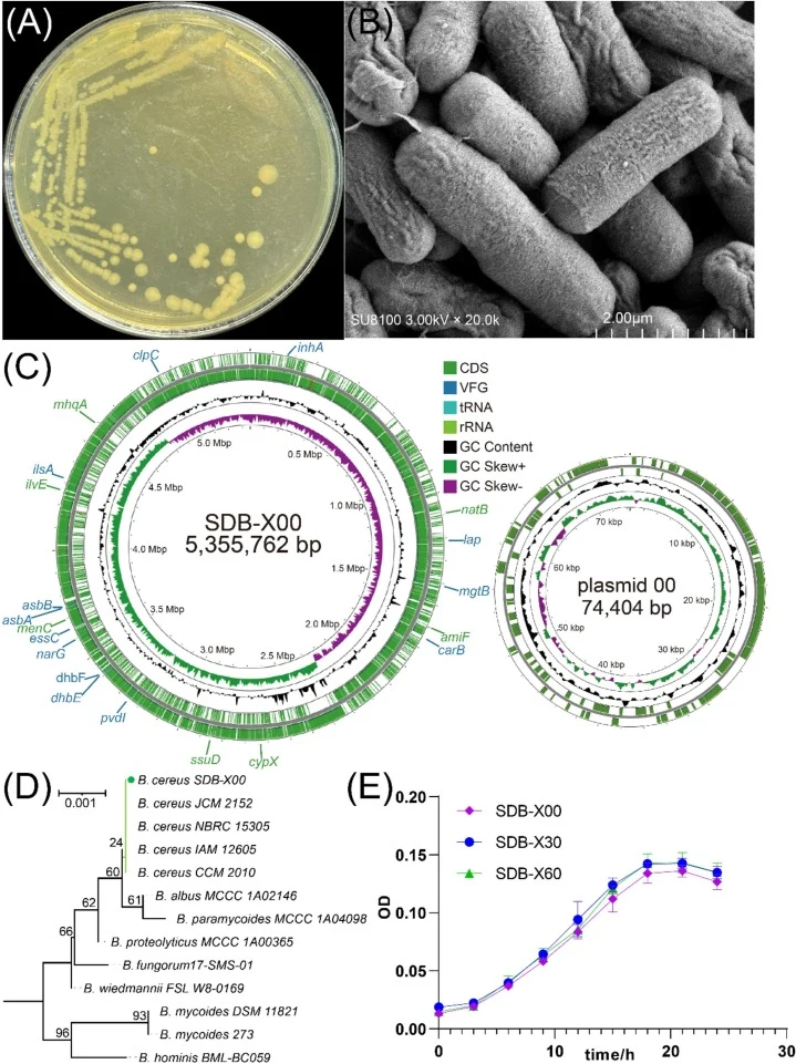 Phenotypic characteristics and identification of SMX-degrading bacterium SDB-X. (A) Colony morphology of strain SDB-X on LB agar plate. (B) Scanning electron micrograph of strain SDB-X. (C) Circular genome map of strain SDB-X. (D) Maximum likelihood-based phylogenetic tree was constructed based on t