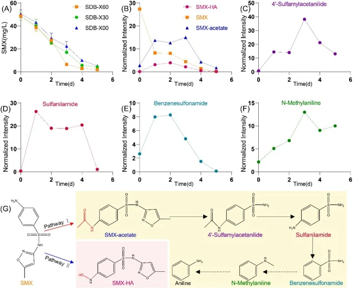 Degradation of SMX by three SDB-X strains. (A) SMX degradation by the strain at three time points during cultivation. (B) Dynamic changes in SMX degradation and secondary metabolites produced by the strain. (CF) Dynamic changes in metabolites involved in the SMX degradation pathway. (G) Putative deg
