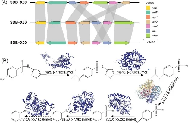 Genomic arrangement of SMX degradation-related genes and proposed SMX biodegradation pathway. (A) The relative positions of SMX degradation-related genes in the genomes of SDB-X00, SDB-X30, and SDB-X60 strains. (B) Schematic of the SMX biodegradation pathway mediated by strain SDB-X, coupled with co