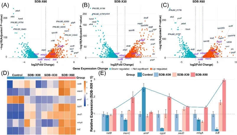 Transcriptomic dynamics and functional enrichment of strain SDB-X during SMX acclimatization. (A–C) Volcano plots of differential gene expression across three acclimatization stages (SDB-X00: 0 d; SDB-X30: 30 d; SDB-X60: 60 d). Black labels indicate representative significantly differential genes; g