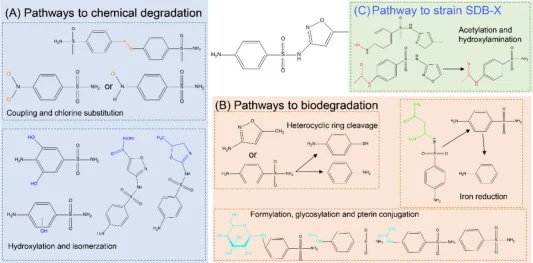 Comparison of different SMX degradation strategies. (A) Chemical degradation: generates phenolic or halogenated derivatives via coupling, halogenation, hydroxylation, and isomerization. (B) Reported microbial degradation: initiates with hydroxylation, followed by heterocyclic cleavage and other tran
