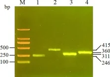 Agarose gel electrophoresis of amplification fragments of the genes utilized in RT-PCR. Lane M, DL2000 DNA Marker; lane 1, the reference gene recA; lane 2, araE; lane 3, T7 gene 1; lane 4, araR.