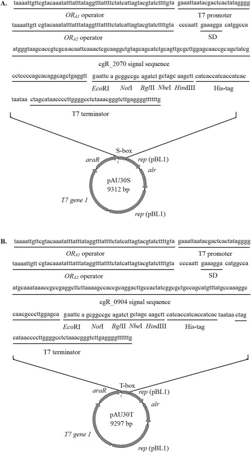 Maps of the expression vectors pAU30S (A) and pAU30T (B). rep (pMB1), the origin of E. coli plasmid pBR322; rep (pBL1), the origin of C. glutamicum plasmid pBL1; alr, alanine racemase-encoding gene of C. glutamicum; T7 gene1, T7 RNA polymerase-encoding gene of E. coli T7 bacteriophage; araR, the rep
