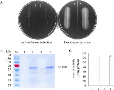 Applicability of the systems C. glutamicum Δalr∷araE ΔmurI/pAU30S and C. glutamicum Δalr∷araE ΔmurI/pAU30T. To test the applicability of the systems C. glutamicum Δalr∷araE ΔmurI/pAU30S and C. glutamicum Δalr∷araE ΔmurI/pAU30T, the amyF gene was cloned into pAU30S and pAU30T and transformed into C.