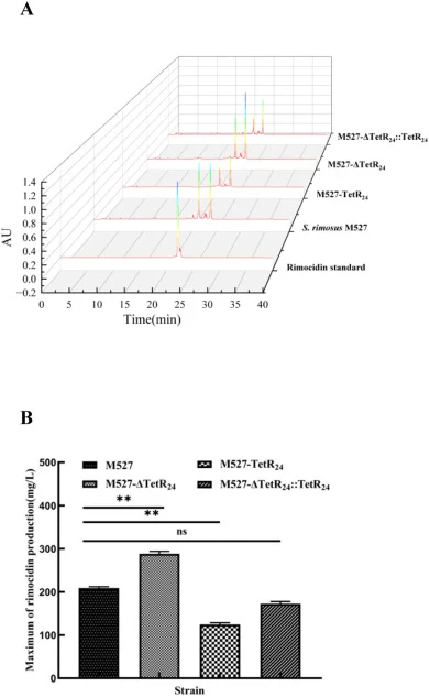Rimocidin production analysis and comparison. (A) HPLC analysis of rimocidin production. Strains WT M527, M527-ΔTetR24, M527-ΔTetR24::TetR24, and M527-TetR24 were cultured in M5 medium. Rimocidin production was measured at 72 h, with purified rimocidin serving as the standard. (B) Comparison of rimo