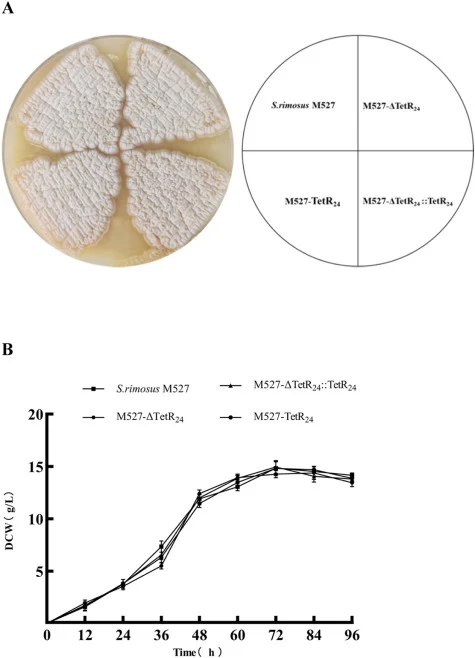 Morphological and growth analysis. (A) Morphological development of S. rimosus M527, M527-ΔTetR24, M527-ΔTetR24::TetR24, and M527-TetR24 on MS medium. (B) Growth analysis of S. rimosus M527, M527-ΔTetR24, M527-ΔTetR24::TetR24, and M527-TetR24 on M5 medium. Mycelia were harvested after 72 h of growth