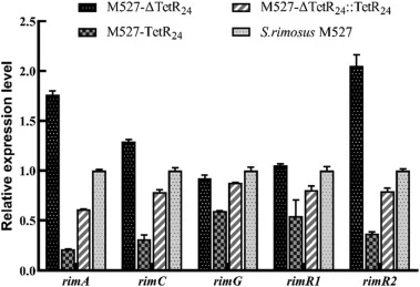 Transcriptional analysis of rim genes involved in the rimocidin biosynthetic gene cluster. Quantitative RT-PCR analysis of rim genes (rimA, rimC, rimG, rimR1, and rimR2) transcription levels in S. rimosus M527, M527-ΔTetR24, M527-ΔTetR24::TetR24, and M527-TetR24 grown in M5 medium at 72 h. Error bar