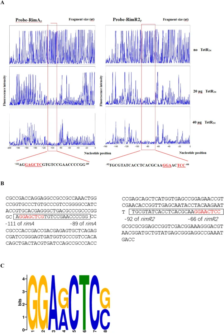 Analysis of TetR24 protein binding sites on the rimR2 and rimA promoter regions using a DNase I footprinting assay. (A) Electropherograms showing the protected regions of the rimR2 and rimA promoters after DNase I digestion following incubation with 0, 20, or 40 μg of TetR24 protein. Protected regio