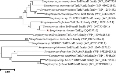 TetR家族转录抑制因子负调控龟裂链霉菌rimocidin生物合成