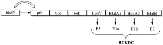 BCKDC的表达基因组。LpdV、BkdA1、BkdA2和BkdB是导入工程菌株GS115-BBBL的基因片段。