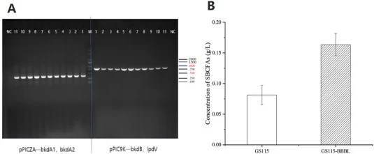 (A): PCR identification results: M: DL-2000 molecular weight standard. 1–11 (on the left): positive transforming bacteria of pPICZA-BB. 1–11 (on the right): positive transforming bacteria of pPIC9K-BL. NC: Blank strain GS115. The same serial number on both sides indicates the same strain. (B): Compa