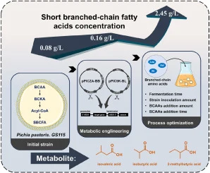 Enhanced production of short branched chain fatty acid in Pi