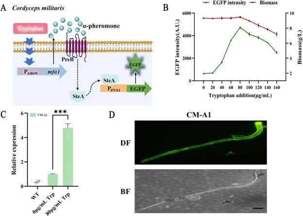 Optimization of the dynamic regulation system using the tryptophan-responsive promoter PARO9. (A) Schematic representation of the tryptophan-inducible dynamic regulation mechanism. In the presence of tryptophan, the responsive promoter PARO9 drives the expression of α-factor (mfα1), which activates