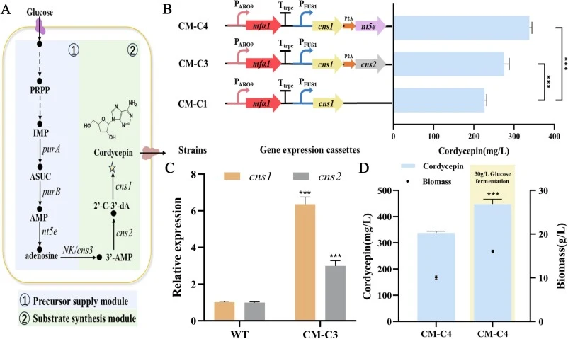 Further enhancement of cordycepin production through co-expression and precursor engineering. (A) Schematic representation of the cordycepin biosynthetic pathway in Cordyceps militaris. PRPP, 5-phosphoribosyl 1-pyrophosphate; IMP, inosine 5′-phosphate; ASUC, adenylosuccinate; AMP, adenosine 5′-monop