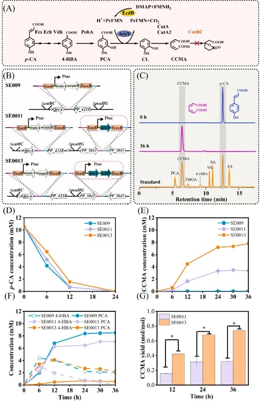 Engineering P. putida KT2440 for CCMA production from p-coumaric acid. (A) CCMA production pathway from p-coumaric acid. (B) The configuration of the engineered strains SE009, SE0011, and SE0013. (C) The high-performance liquid chromatography plot of strain SE0013 at 0 h and 36 h at 254 nm. (D) The