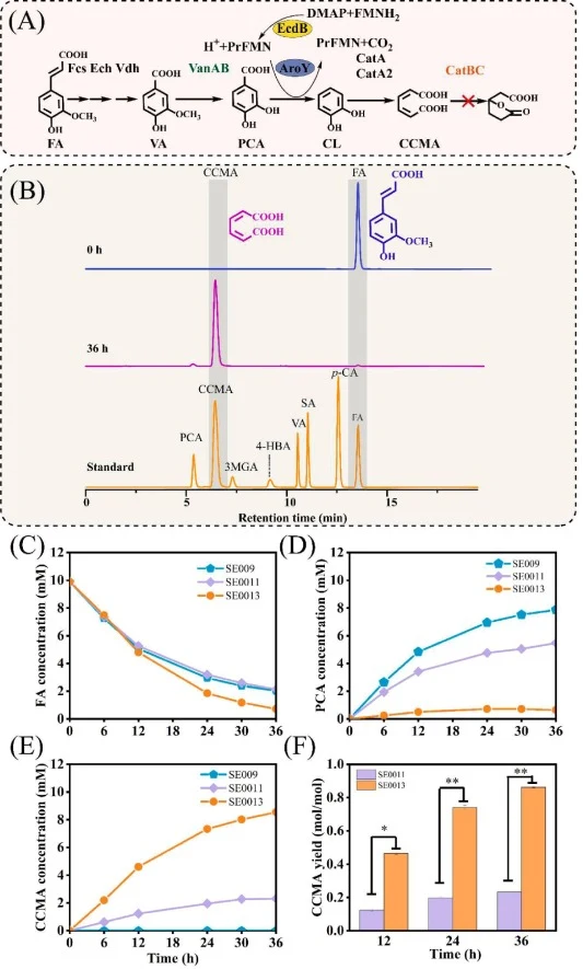 Engineering P. putida KT2440 for CCMA production from ferulic acid. (A) CCMA production pathway from ferulic acid. (B) The high-performance liquid chromatography plot of strain SE0013 at 0 h and 36 h at 254 nm. (C) The consumption of ferulic acid. (D) The accumulation of intermediates protocatechuic