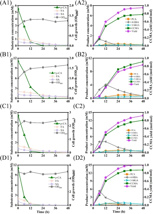 Funneling three types of lignin-derived aromatics into CCMA by the engineered strain SE0013. (A) The fermentation was conducted with an initial concentration of 5 mM p-coumaric acid, 1 mM ferulic acid, and 0.5 mM syringic acid, with the initial inoculum of OD600 of 1.0. (B) The fermentation was cond