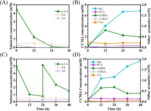 Cell factory enabling the CCMA production from actual lignin hydrolysates by the engineered strain SE0026. (A-B) Batch fermentation of lignin medium containing 5 mM p-coumaric acid. (A) The consumption of p-coumaric acid, ferulic acid, and syringic acid. (B) The accumulation of intermediates and pro