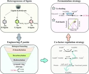 Engineering Pseudomonas putida for lignin bioconversion into