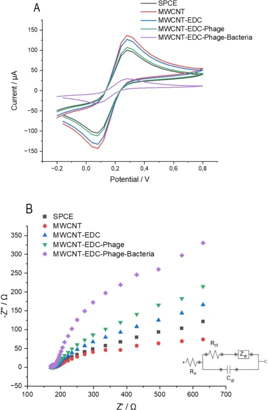 通过（A）循环伏安法和（B）电化学阻抗谱测量在5 mM [Fe(CN)6]3-/4-溶液中对电极的分步制备进行表征。CV测量在−0.2至0.8 V电位范围内以60 mV/s的扫描速率记录，而EIS