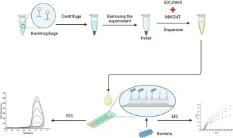 Phage-based dual-mode sensor using ECL and EIS for sensitive