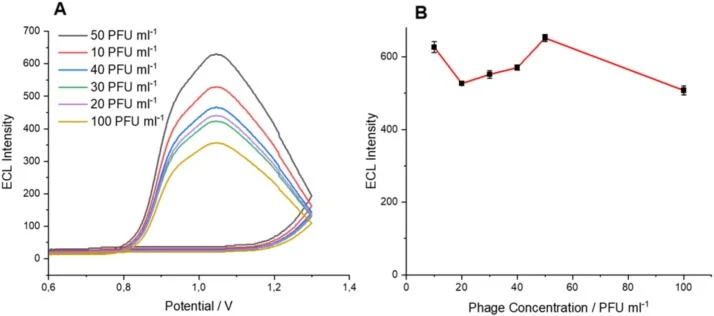 (A) ECL responses recorded at different bacteriophage (M-PAP1) concentrations and (B) comparison of corresponding ECL peak intensities in the concentration range of 10–100 PFU ml−1, measured under optimized conditions in 10 mM PBS (pH 7.4) over a potential range of 0 to 1.3 V at a scan rate of 60 mV