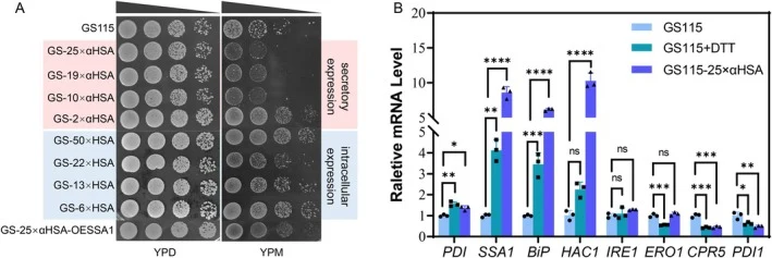 High‐copy expression of secretory genes significantly compromises cell fitness. (A) Spot assay showing cell fitness of K. phaffii strains carrying different HSA copy numbers for intracellular or secretory expression. Strains are named as GS‐copy number × (with α, secretory expression; without α, int