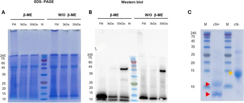 SDS-PAGE analysis of rNapin and purified cNapin and Western blot analysis of rNapin under reducing and non-reducing conditions. A, SDS-PAGE analysis of rNapin samples collected during purification under reducing (with β-ME) and non-reducing conditions. Samples include the fermentation medium (FM), s