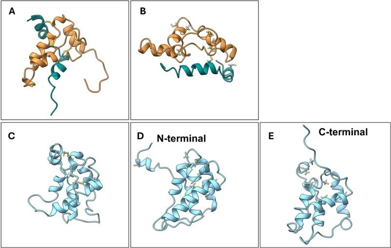 Snapshots of protein structures during MD simulations. A, cNapin with disulfide bonds (yellow residues), showing its two-chain structure, with chains colored in green and orange, stabilized by disulfide linkages; B, cNapin with free cysteine residues (disulfide bonds cleaved), where the two chains d