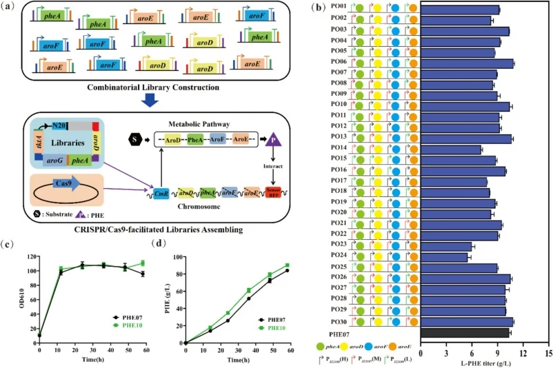 Promoter engineering of target genes for optimization of the flux balance of the l-PHE synthesis pathway. (a) CRISPR/Cas9-facilitated chromosome integration of gene variants and in vivo evaluation of the variants through phenotypes such as the concentration of the relative metabolite using a biomole